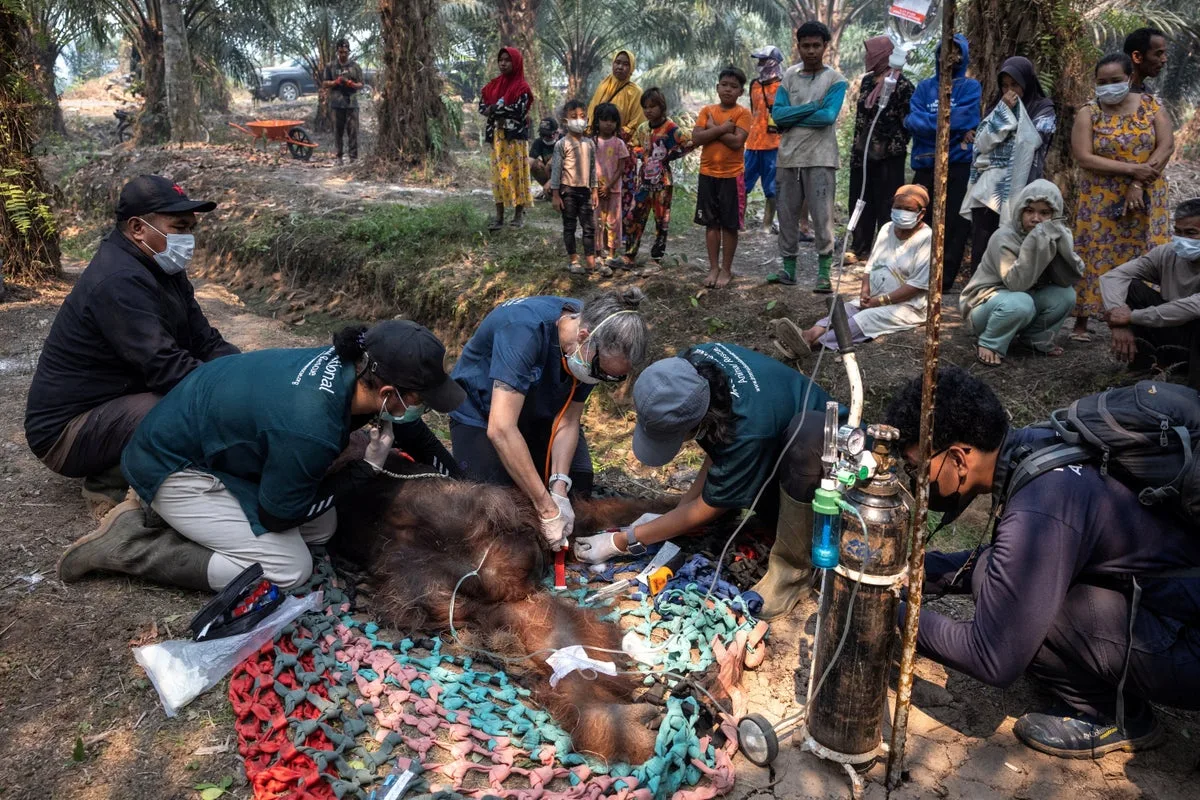 Wildfires Threaten Borneo Orangutans' Habitat in Indonesia