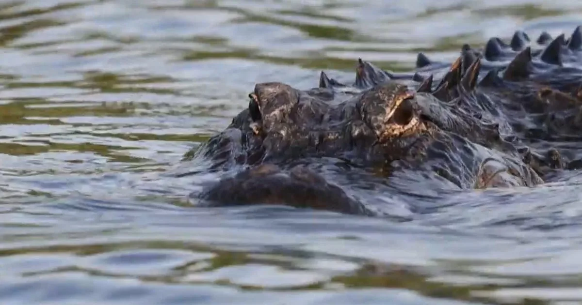 Woman Killed by Alligator While Swimming in Florida River