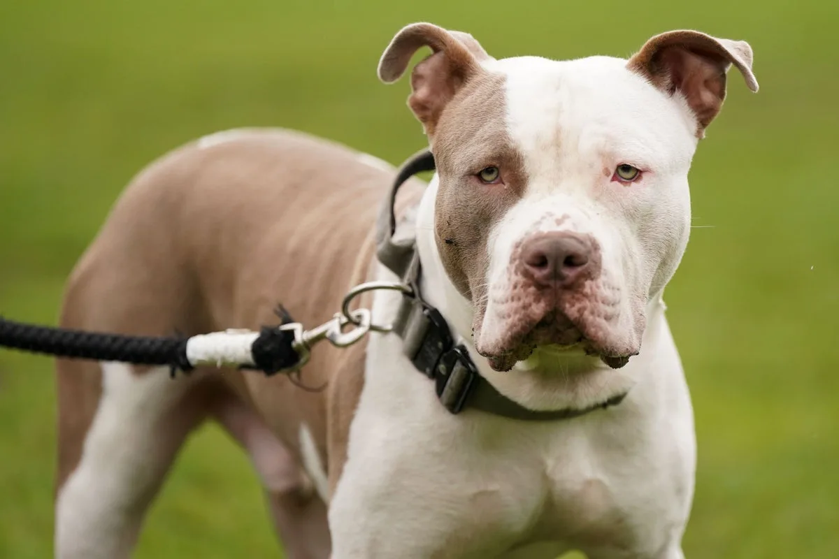 Woman Pleads Guilty to Charge Over XL Bully Dog Attack That Killed Teenager