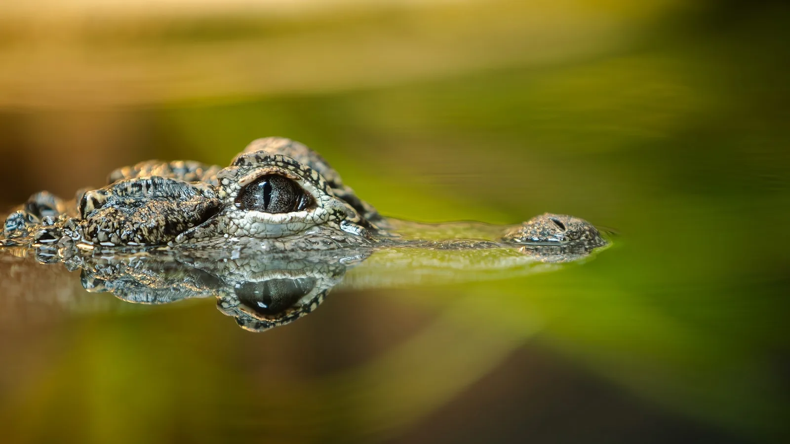 Woman Survives Alligator Bite While Swimming in Florida River