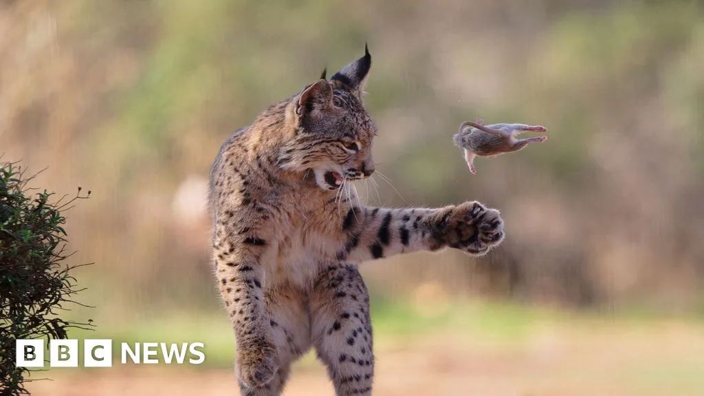 Young Lynx Photo Wins 2026 Wildlife Photographer of the Year People's Choice