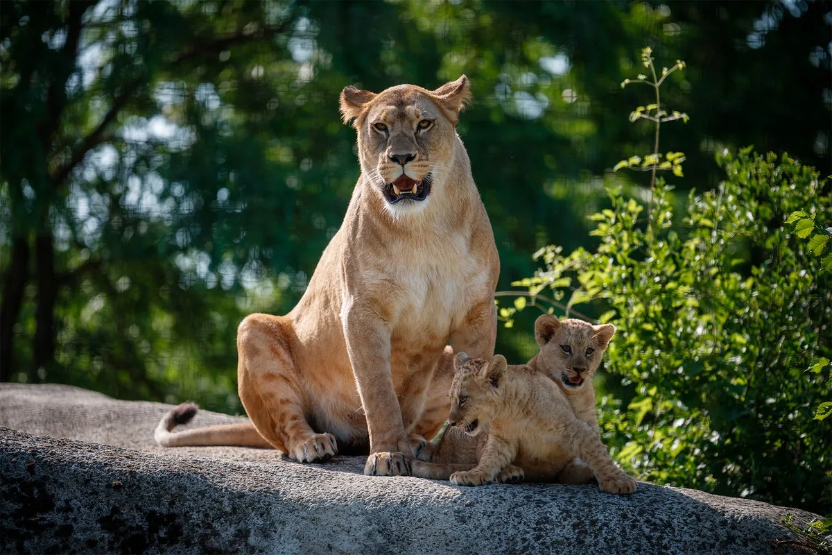 Zoos and Aquariums Across U.S. Targeted by Swatting Hoax Calls